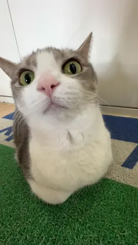 hi #cat #catsoftiktok #cats #catloversoftiktok #catslovers 