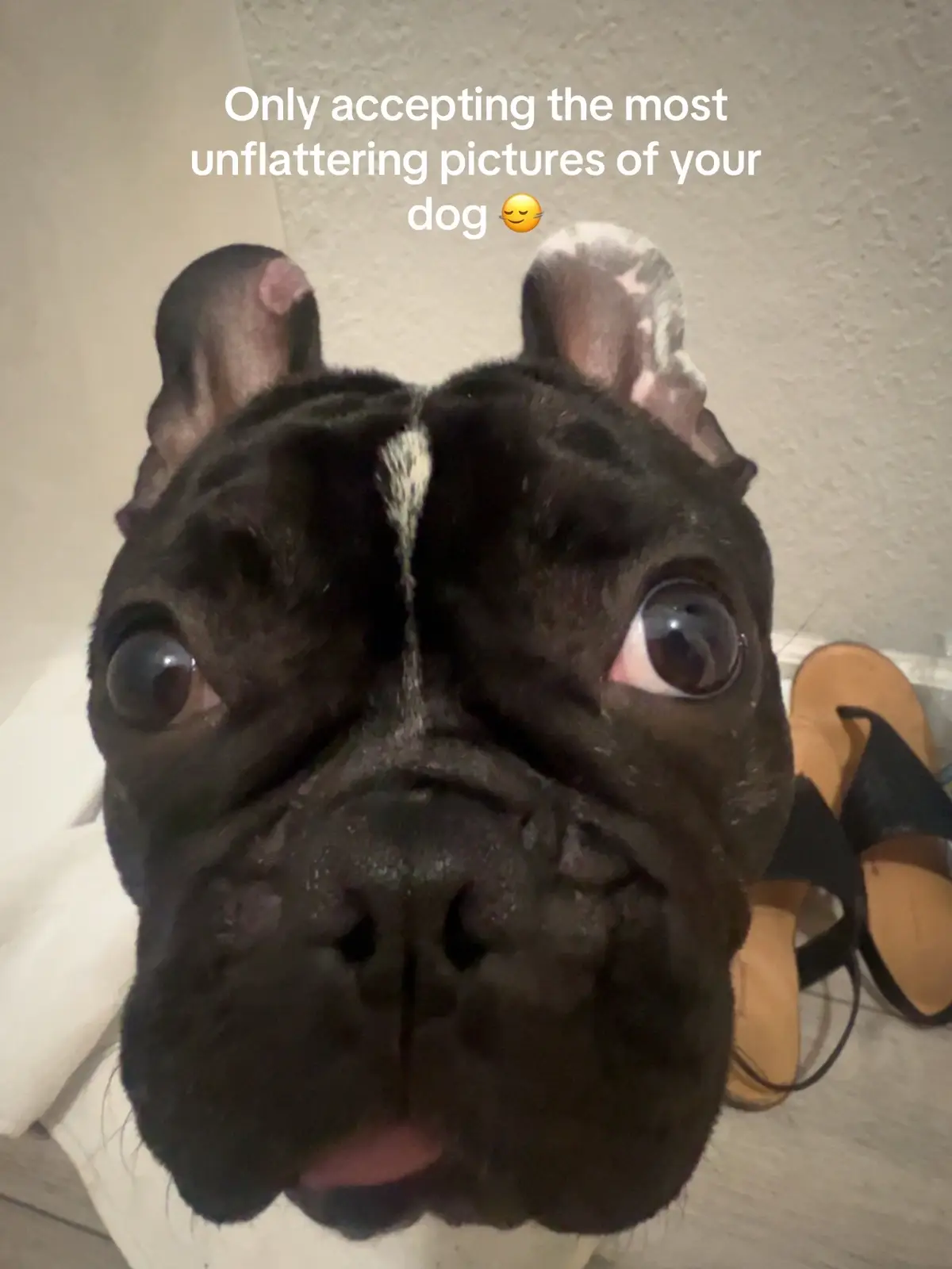 drop them pics in the comments 🙂‍↔️ #dog #dogsoftiktok #frenchie 