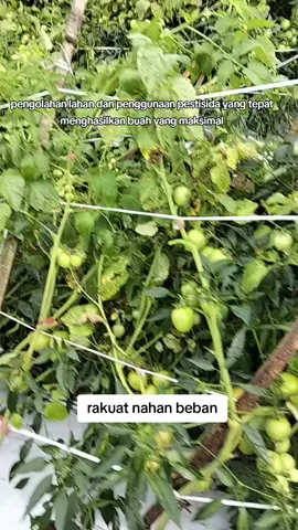 tapi uduk beban urip#tanaman #pestisida#petani#indonesia🇮🇩 