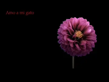 amo a mi gato. #poema #gatos #viral #paratiiiiii #music