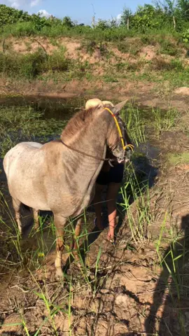Banhando minha égua #fyp #viral #cavalo #vytorvaqueiro #chama 