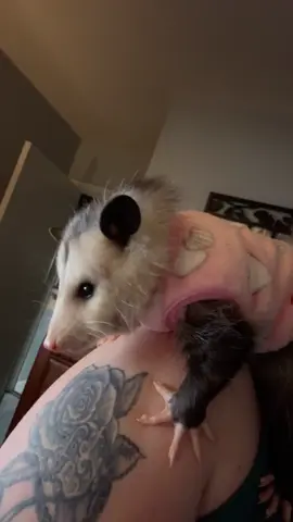 In honor of sweater weather <3 #opossum #wildlife #pet #fyp 