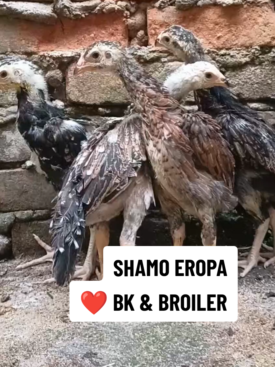 persilangan ayam shamo eropa ori dengan betina shamo x bangkok x broiler, tenru pertumbuhan lebih cepat dg bentukan yg beragam om.  #hasafarm #ternakayam #shamo #anakayam #berkahternakayam 