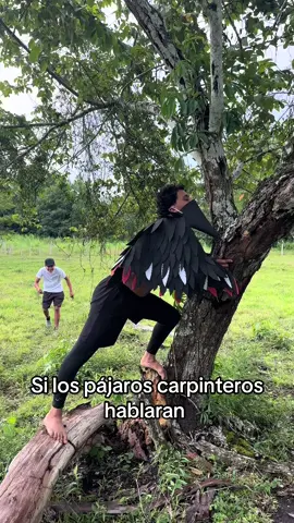 #mellevalacarreta #guatemala #humor si los pájaros carpinteros hablaran 