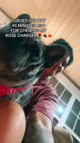 she knows mamas threats are empty 🥰 #frenchbulldog 