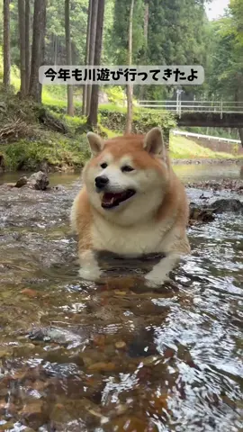 柴雄の川遊び🏖️ #柴犬 #柴雄 