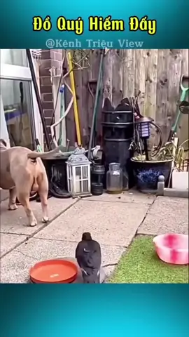 chúc mọi người ngày mới zui zẻ ạ 🥰🥰❤❤😂😂🤣