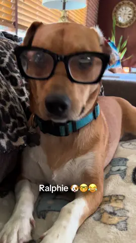 #fyp #mydog #dogsoftiktok #lol #hounddog 
