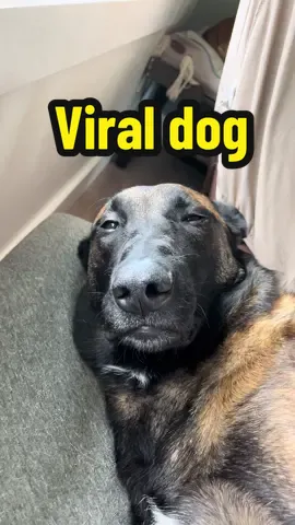 My dogs broken #funny #dog #afv #ridiculousness #viralvideo 