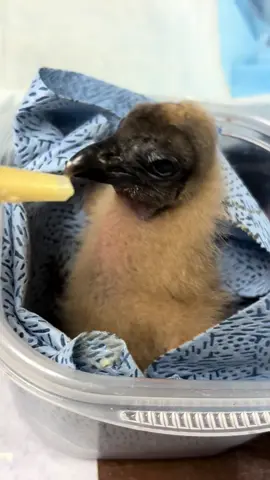 Baby black vulture