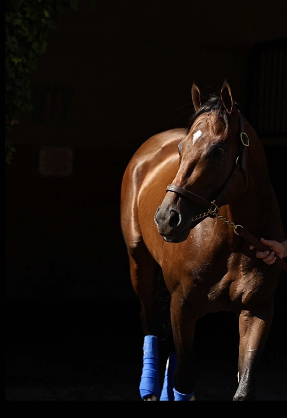 Your 2025 Pacific Classic GI field. 🏆 #delmar #horsetok @Breeders’ Cup 