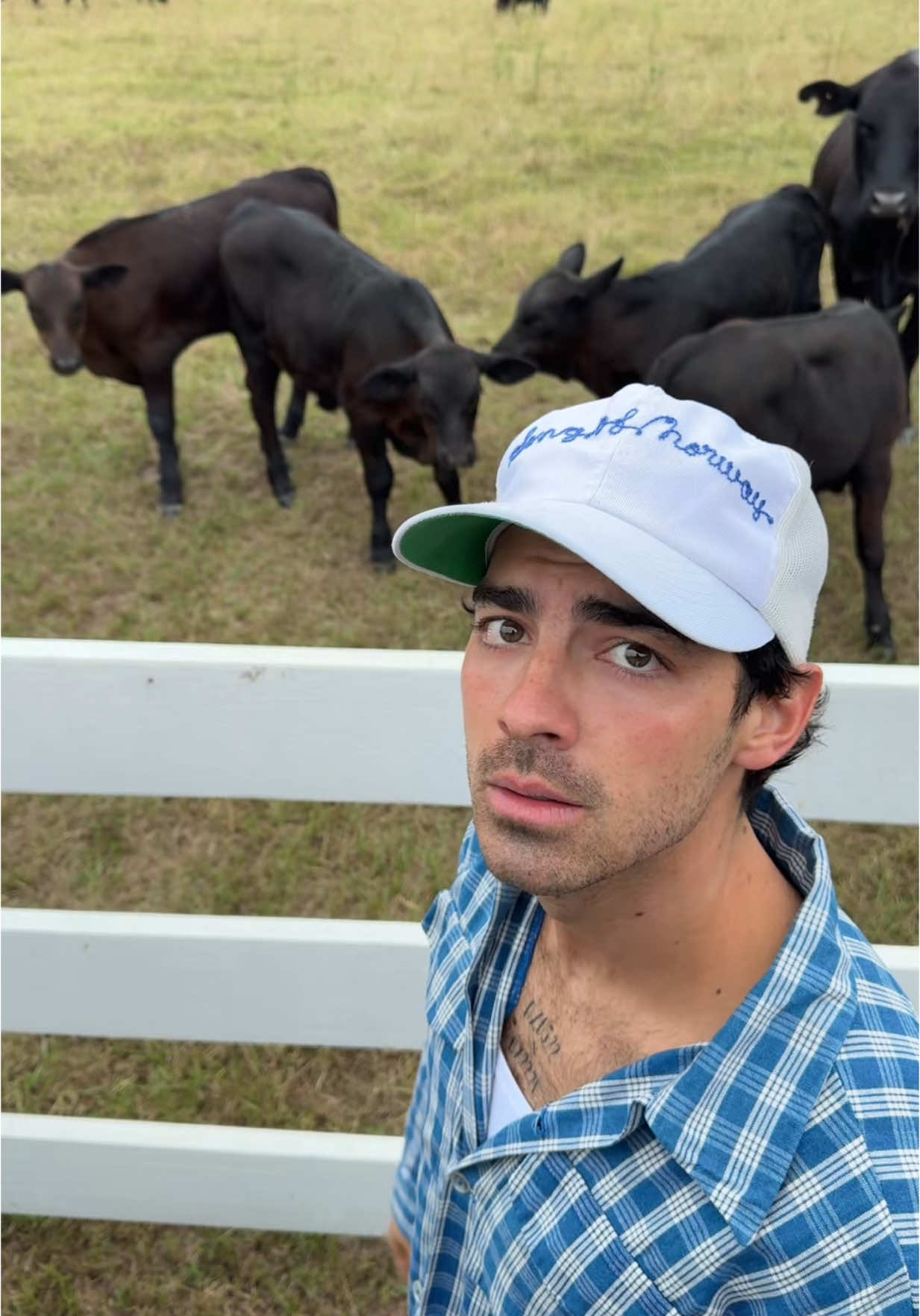 dairy divas 
