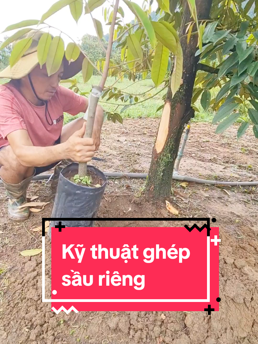 Kỹ thuật ghép sầu riêng con vào cây lớn rất hiệu quả  chia sẻ để bà con có thể áp dụng mà không gặp bất kỳ rủi ro nào #ghepsaurieng 