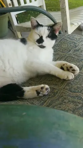 #cats #catsoftiktok #beautifulcats #beautifulcatsoftiktok #catlover 