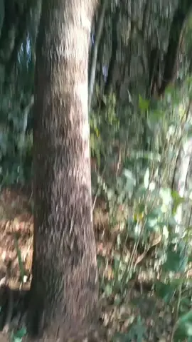 Nosso passinho 
