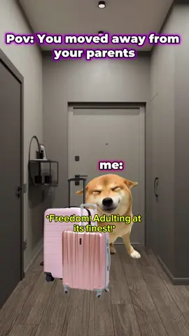 #catmeme #memes 