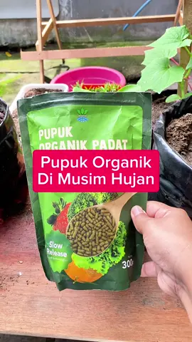 Pupuk organik padat di musim hujan ga gampang tercuci dan bisa diserap tanaman untuk menyuburkan. #pupukorganik  #belilokal  #infarm  #kebunorganik  #berkebundirumahaja 