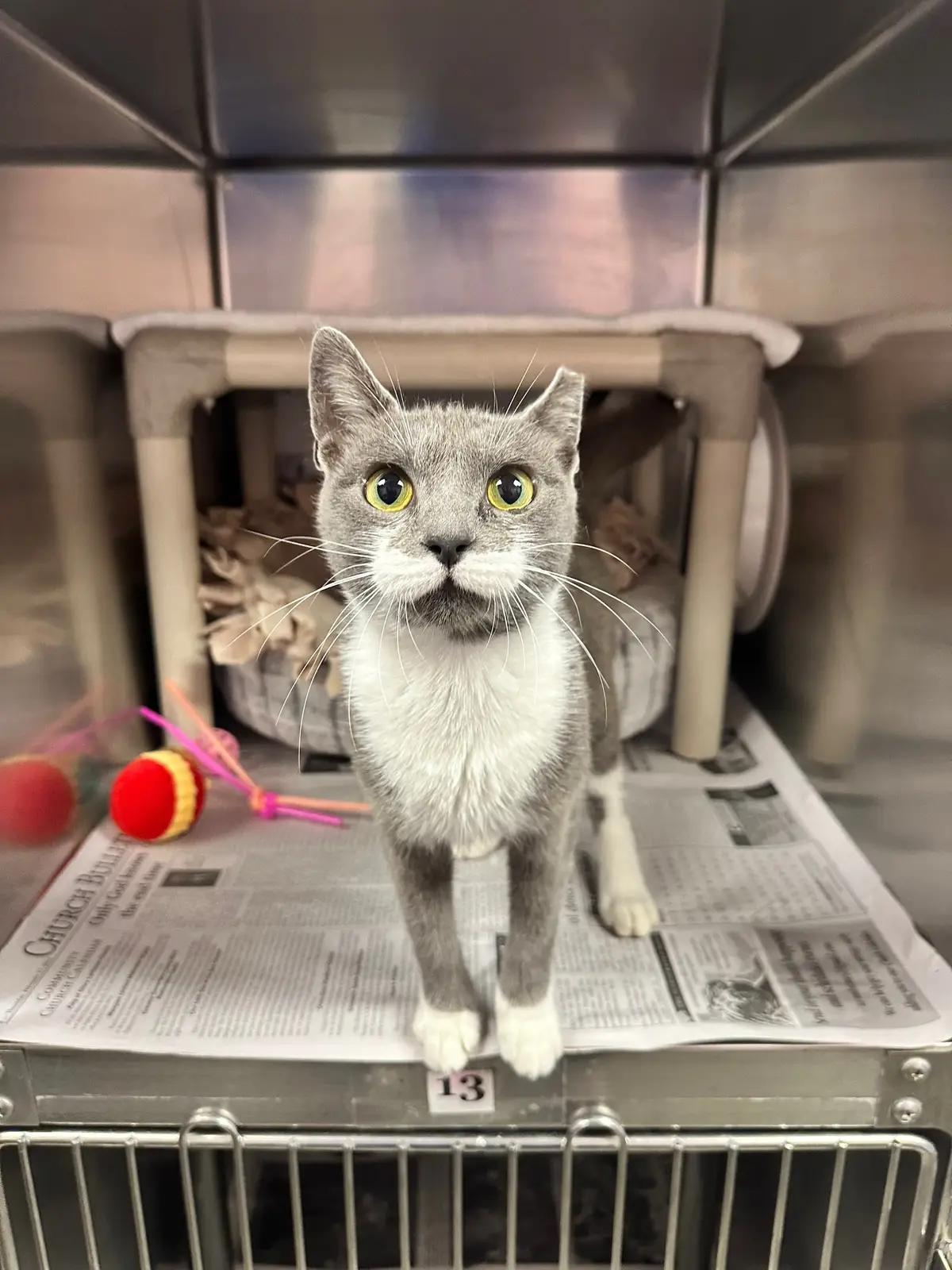 Carly, pretty little baby. #cats #adopt #pets #animals 