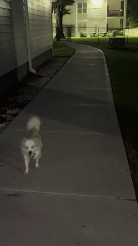 Hashtag city dogs #dogsoftiktok 