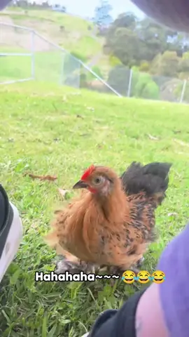This Chicken is Hilarious! 🐔 #foryoupage #animals #chicks #chicken #funnyシ
