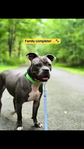 After 365 days of waiting, Monroe finally got the happily-ever-after she deserves. Watching her run to her new family is everything. 💛🐶 Happy tails, sweet girl! 🏡✨ Learn more about our other adoptable cats and dogs at arfct.org/adopt #Adopted #ForeverHome #HappyTails #RescueDog #AdoptDontShop    