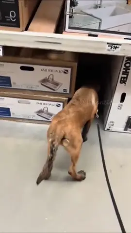 Whisper 😂😂#funnyvideos #dog #foryou #dogsoftiktok #fyp #funnydog #doglover #fypシ 