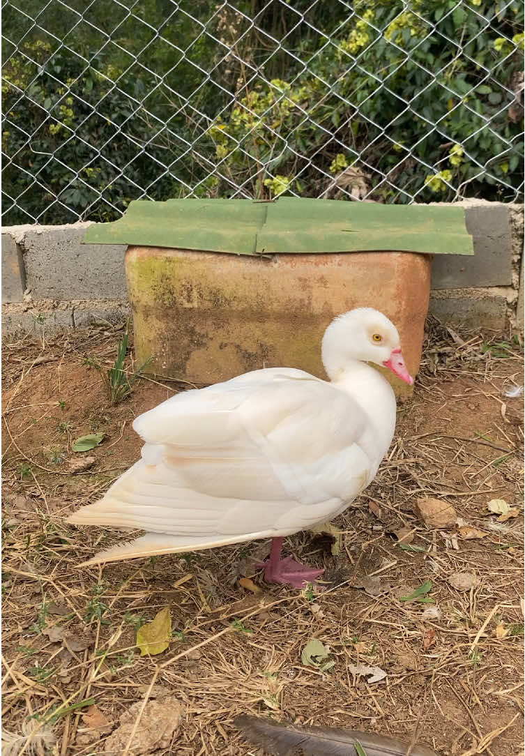 Tivemos que colocar os ovos de gansos do Egito para chocar na galinha depois da Cleópatra ter saído do ninho! 🪺  . . . #gansodoegito #gansodonilo #ganso #ninhos #vidasimples 