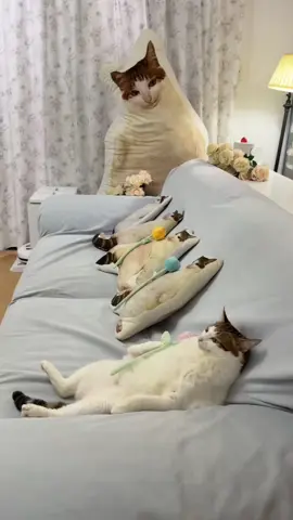 Uncle Bao #cat #catsoftiktok #cats #fyp #kucing     ❣️: 嗷呜一口吃掉你
