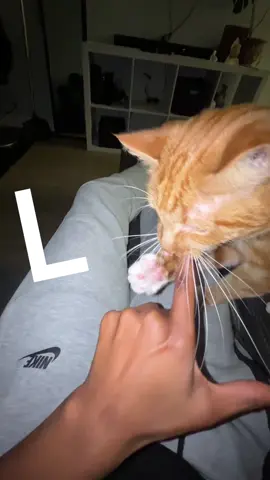 idk 🧍🏽‍♀️😂 #fypシ゚viral #catsoftiktok #trend #Love #drafts 