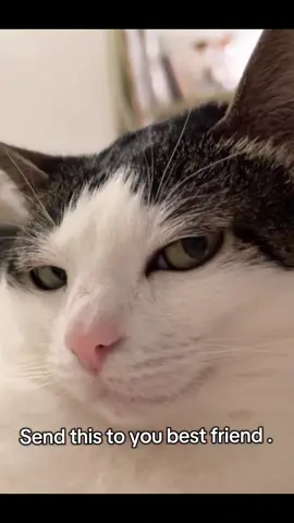 Why would u ignore me🙂🤨🤨 #bestie #bestilove #textmeback #catmeme #loveu 