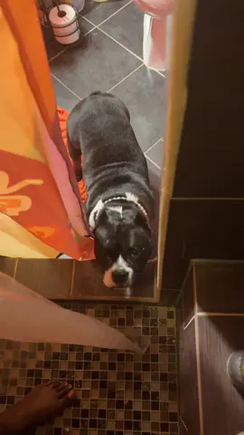 I can’t even shower in peace without her being nosy 🥴🥴 #winniedamicrobully #dogmom #why #whocanrelate #shower 
