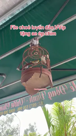 Khuyên líu choè hay #vanhkhuyenliuchoe #chimvanhkhuyen #chimvanhkhuyenliu #trending #viral 