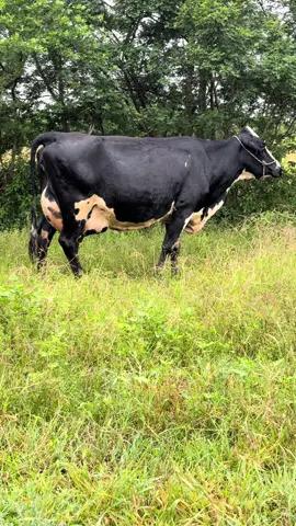 Fazenda Pé de Serra Sanharó PE #pecuariacintra #vacasdeleite #girolando #novilhas #vacas 