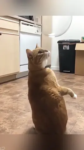 The cat is confused