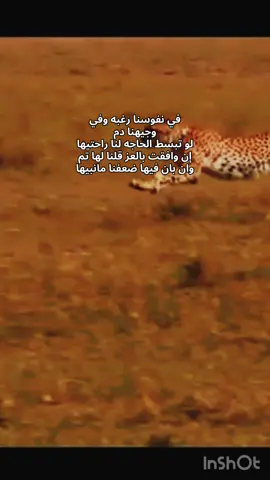 #اشعاروقصايد #شعر #تصميمي #foryou #إكسبلوررررررر_explore 