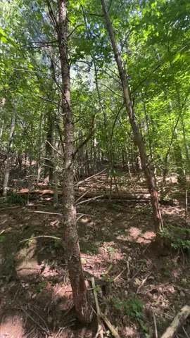 Natural funnel!!! #backroadsoutdoors #hunting #Hiking #bowhunting 