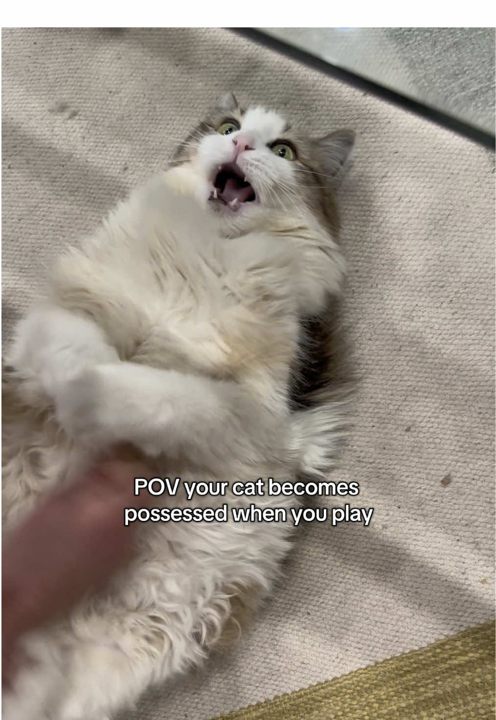 She said 🙀