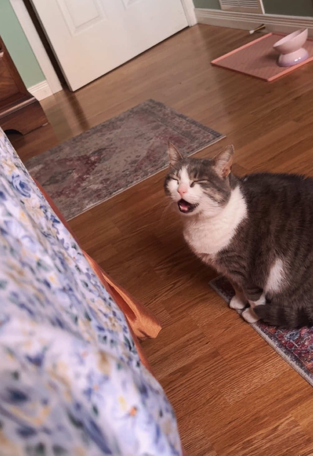 she’s basically a living squeaky toy 🥴 #catladylife #funnycatvideo #chattycat #squeakytoy #catsounds 