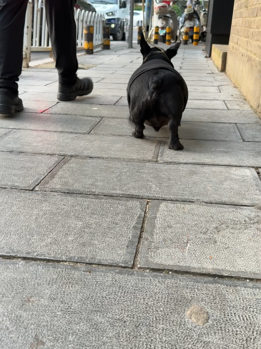 Động vật đáng yêu #xuhuong #dog #petcute #animals #dogsoftiktok 