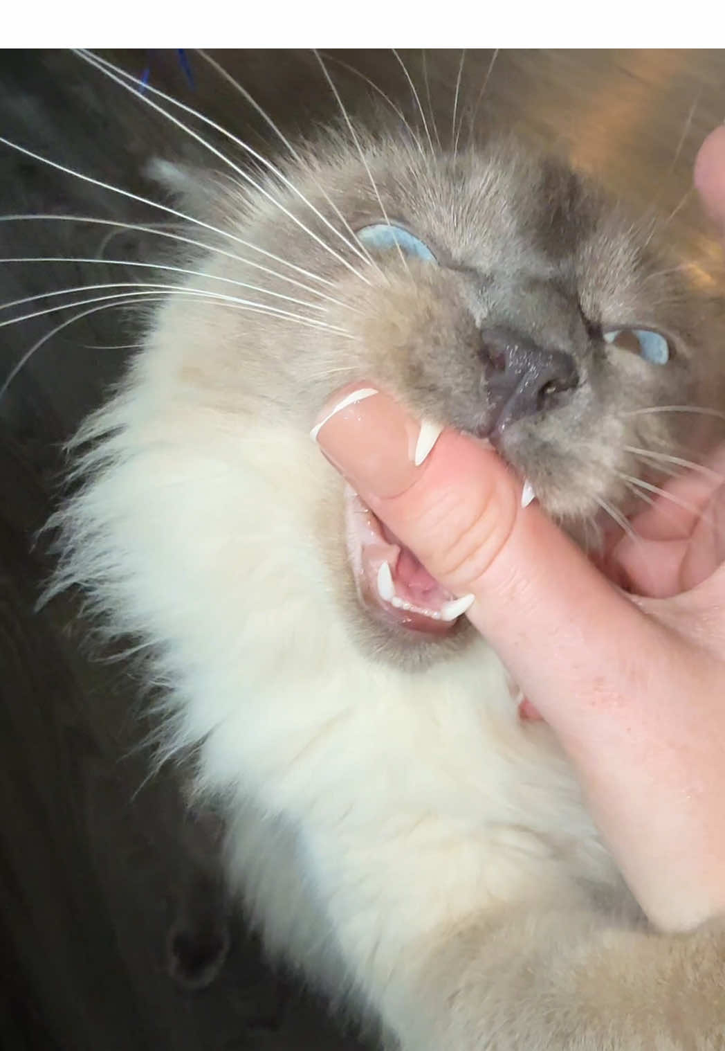 get a ragdoll they said. they’re so docile they said.