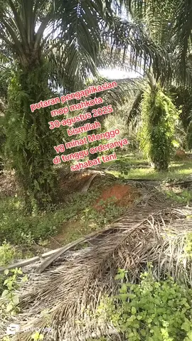 #hidayattani  #pupuk nonsubsidi #pupuk prodak mahkota Wilmar  #petani sawit indonesa #petani Kalimantan 
