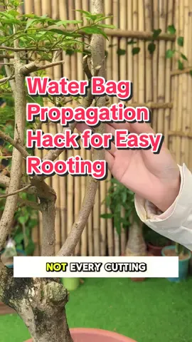 Water Bag Propagation Hack for Easy Rooting #homegarden #homeplant #plants #vegetables #unitedstates  