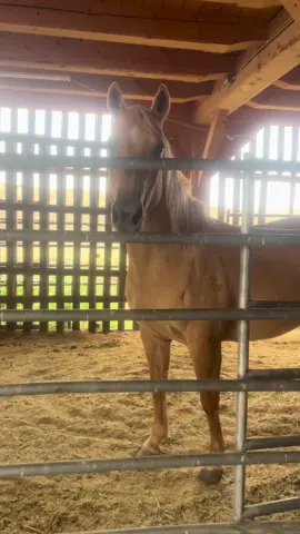 Lisa is always very excited about her @OptiWize Health  use code 2ranch10 for a discount to keep you and your horses feeling their best! 