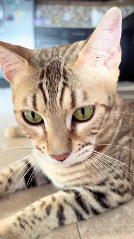 Game time!!! 😼😹 #bengalsembrace #bengalcats #catsoftiktok #bengalcat #cat 