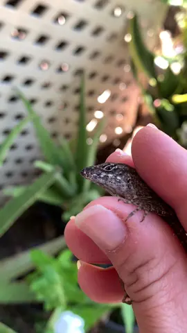 #lizard #lizardsoftiktok #fyp #animallover #rgv 