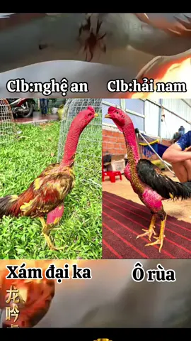 2 cầu thủ quá đẹp @tùng99 