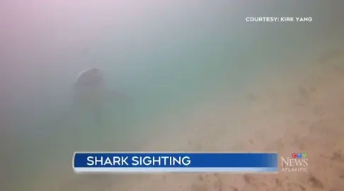 Two scuba divers witness great white shark in Nova Scotia waters!  #ctvnews #greatwhiteshark #sharksighting #halifax #novascotia 