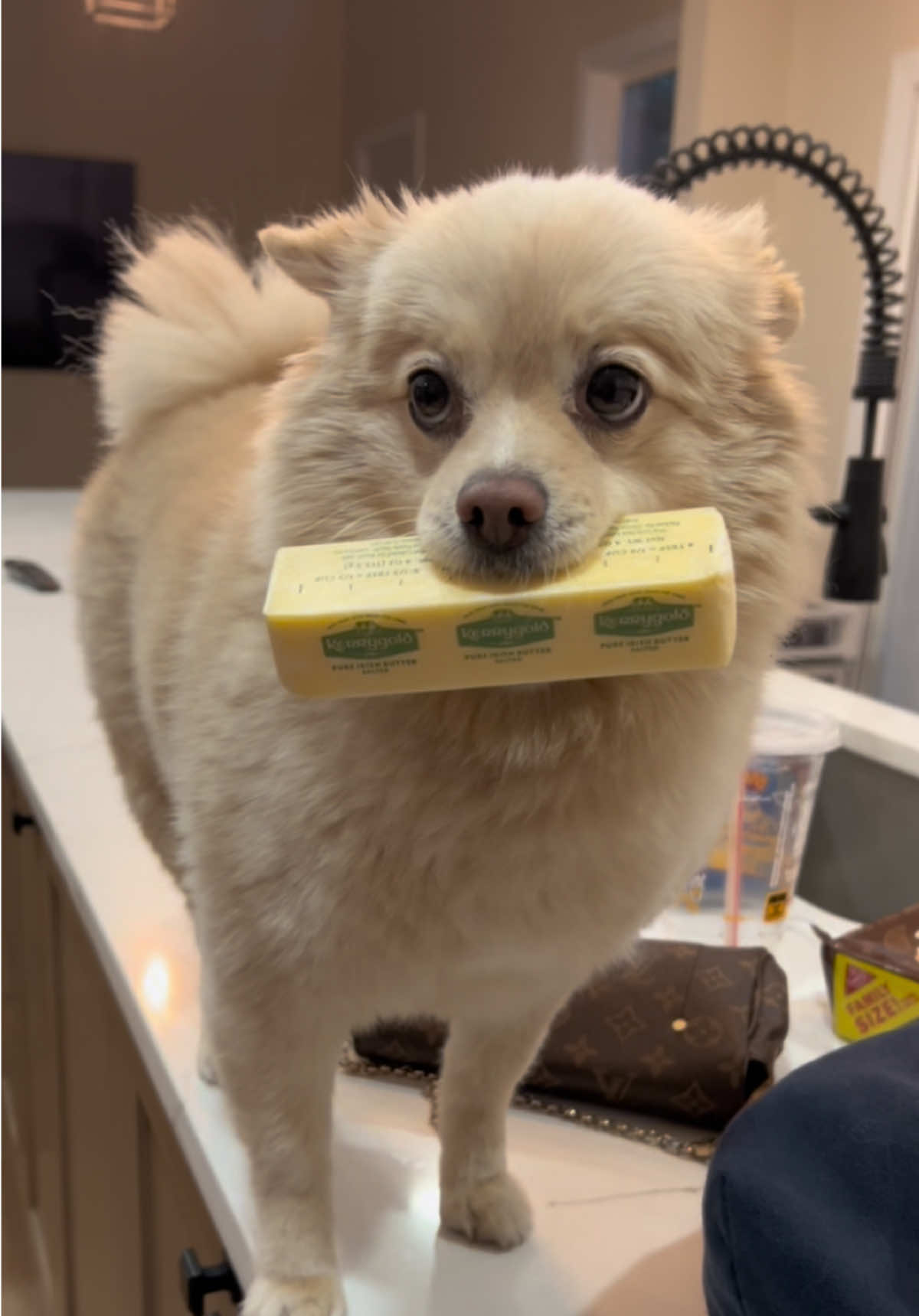butter dog #dogsoftiktok #pomeranian #dog #funny 