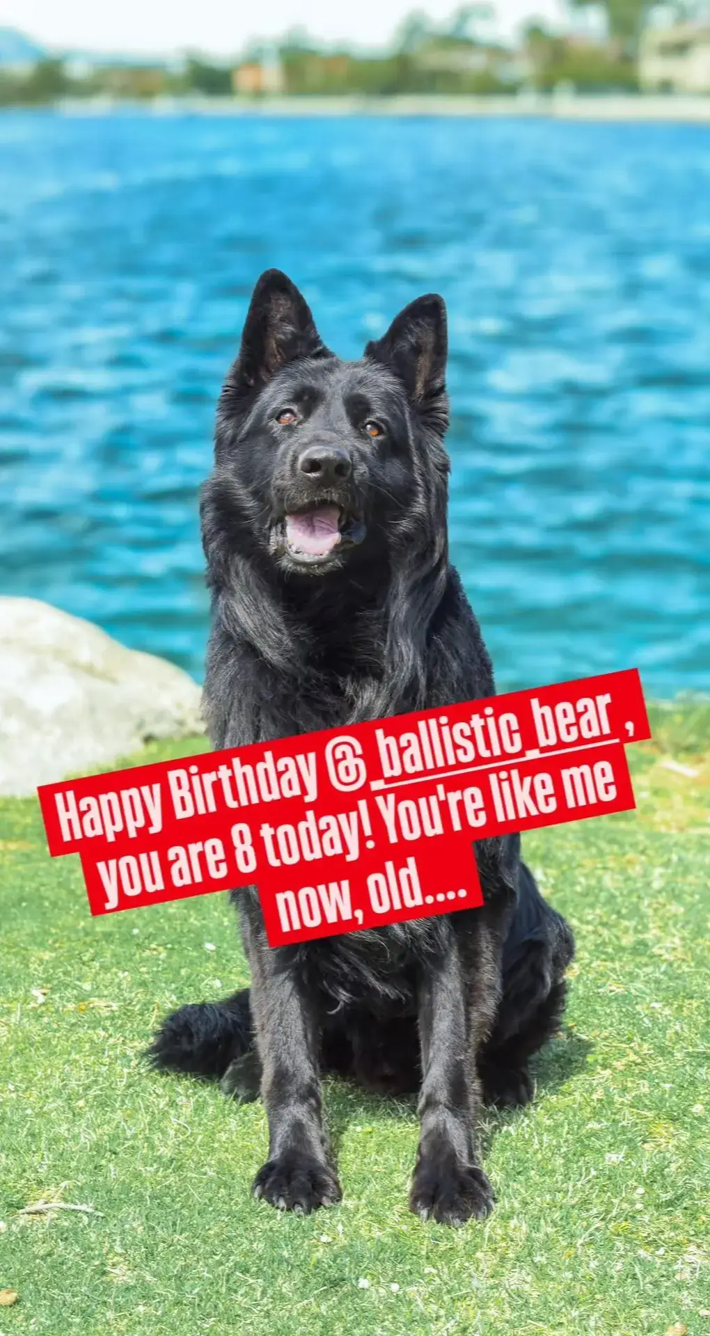 go follow my retired K9 on Instagram @_ballistic_bear
