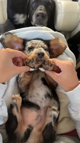 hi meet Winston! the mini dachshund #fyp #minidachshund #cute #puppy #fypp 